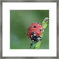 Seven-spotted Lady Beetle On Grass With Dew Framed Print
