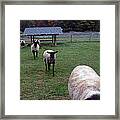 Sheep Feed Time Framed Print