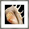 Shell - Conchology - Conch Framed Print