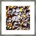 Shells From Brittany Framed Print