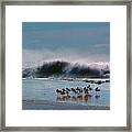 Shorelines Gulls In Wait Framed Print