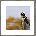 Short-eared Owl, Alberta, Canada Framed Print