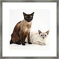 Siamese Cats Framed Print