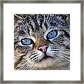 Siamese Feral Cat Framed Print