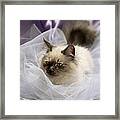 Siberian Kitty On Lilac Framed Print