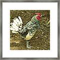 Silver Seabright Rooster Framed Print