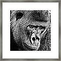 Silverback Gorilla Framed Print