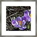 Simplicty In Nature Framed Print