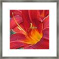 Single Red Lily 2 Framed Print