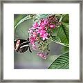 Sipping Nectar Framed Print