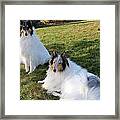 Sitting Pretty Collie Dogs Framed Print
