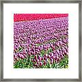 Skagit Valley Tulips Framed Print