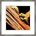 Sleeping Frogs Framed Print