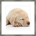 Sleepy Labrador Pup Framed Print