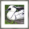 Smew Framed Print