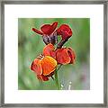 Smooth And Silky Framed Print