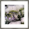 #snow #rosemary #herbs #snowy #winter Framed Print