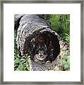 Snowshoe Hare Lepus Americanus Baby Framed Print