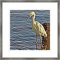 Snowy Egret At Sunrise Framed Print