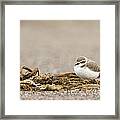 Snowy Plover In Winter Plumage Point Framed Print