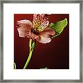 Soft Red Lilly Flower Framed Print