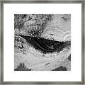 Softness Framed Print