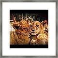 South African Cubs Framed Print