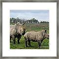 Southern White Rhinos Framed Print