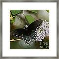Spice Bush Swallowtail On Lilac Framed Print