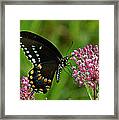 Spicebush Swallowtail Din039 Framed Print