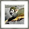 Spider Monkey Framed Print