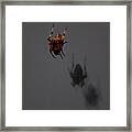 Spider Shadows Framed Print