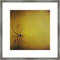 Spidey. #photography #spider Framed Print