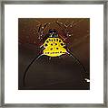 Spiked Spider Gasteracantha Sp In Web Framed Print