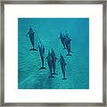 Spinner Dolphin Group Underwater Bahamas Framed Print