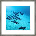 Spinner Dolphins Blue Framed Print