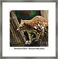 Spotted-tail Quoll 2 Framed Print