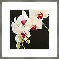 Spray Of White Orchids Framed Print