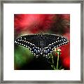 Spread The Wings Framed Print