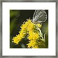 Spring Azure And Goldenrod Framed Print