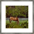 Spring Pasture 2 Framed Print