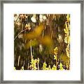 Spring Rain Framed Print