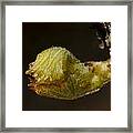 Sprout Of A Vine Framed Print