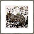 Squirrel Eating Nuts Framed Print