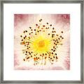 Starburst Framed Print