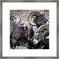 Stare Down Framed Print