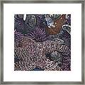 Starfish Framed Print