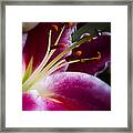 Stargazer Lily Portrait Framed Print