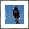 Starling At Santa Monica Pier Framed Print