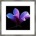 Steel Magnolia Framed Print